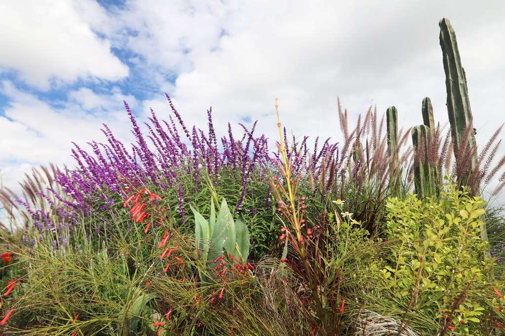 Albor San Miguel De Allende Tapestry Collection By Hilton Exterior foto